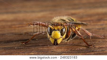Huge European Hornet. Dangerous Predatory Insect. Close Up