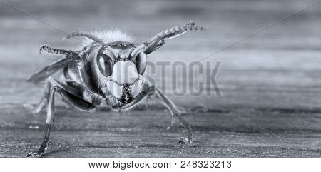 Huge European Hornet. Dangerous Predatory Insect. Close Up