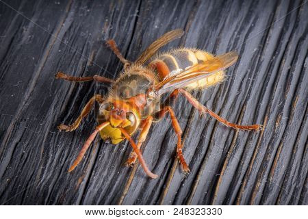 Huge European Hornet. Dangerous Predatory Insect. Close Up
