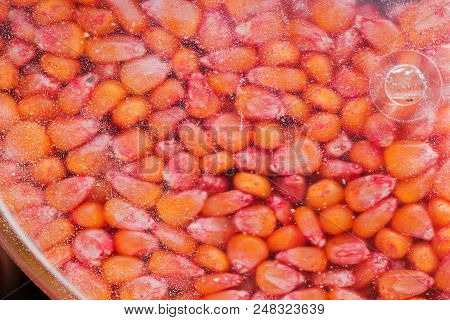 Chemically Treated Corn Maize Seed In Seeding Machine, Close Up Detail With Selective Focus