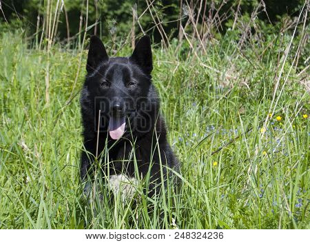Black Hunting Dog Breed Russian-european Dogskin Sitting In The Grass