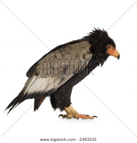 Bateleur (10 Jahre) Terathopius ecaudatus