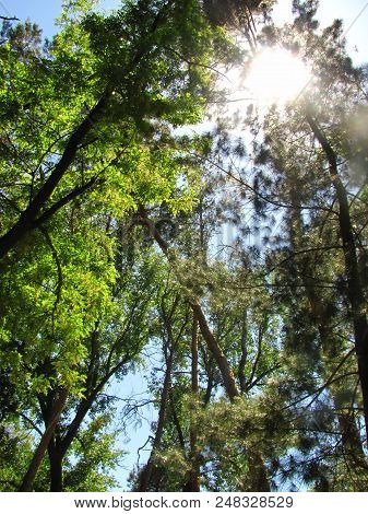 The Sun Shines Through Branches Of Trees In The Spring, Shooting From Below