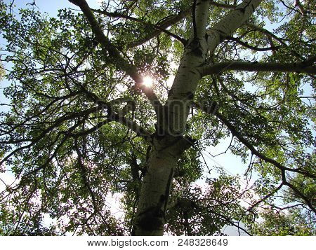 The Sun Shines Through Branches Of Trees In The Spring, Shooting From Below