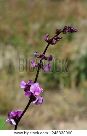 Ruby Moon Hyacinth Bean - Latin Name - Lablab Purpureus Ruby Moon