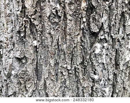 Close-up Of The Bark Of An Old Tree In The Forest.