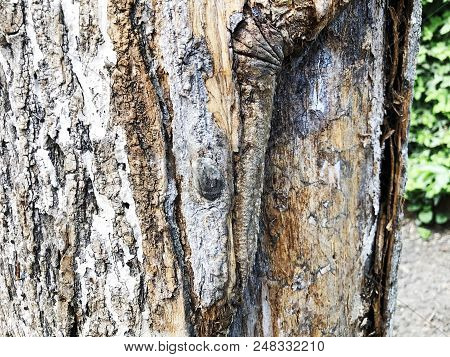 Close-up Of The Bark Of An Old Tree In The Forest.