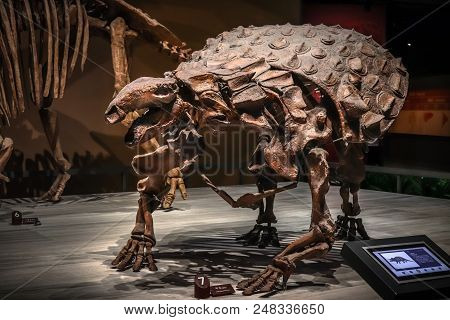 Shanghai, China - April 15 2018, Fossil Skeleton Of Ankylosaurus A Dinosaur With Extremely Thick Pla