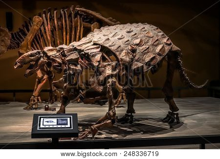 Shanghai, China - April 15 2018, Fossil Skeleton Of Ankylosaurus A Dinosaur With Extremely Thick Pla