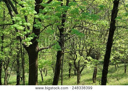 Photography Showing A Very Green Forest In The Chartreuse Mountain