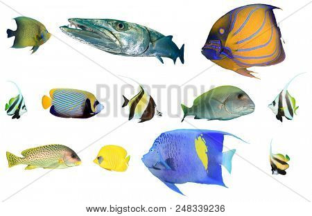 Tropical reef fish isolated collection. Angelfish, Barracuda, Bannerfish, Moorish Idol, Sweetlips, Butterflyfish
