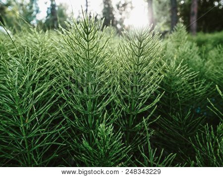 Green Horsetail Close-up In The Sunshine. Nature