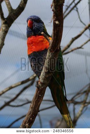 Rainbow Lorikeet (trichoglossus Moluccanus) On A Tree Branch