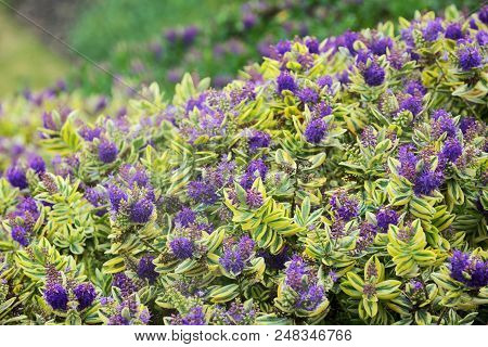 Purple Bush African Flowers In Summer Time