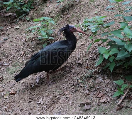 The northern bald ibis, hermit ibis, or waldrapp (Geronticus eremita)