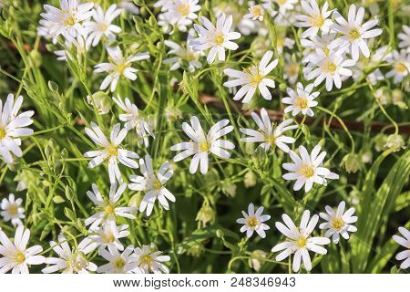 Greater Stitchwort, Stellaria Flower, Close Up, Background