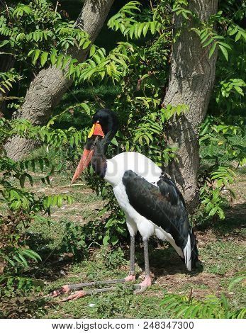 Photography O A Saddle-billed Stork (ephippiorhynchus Senegalensis) Sitting