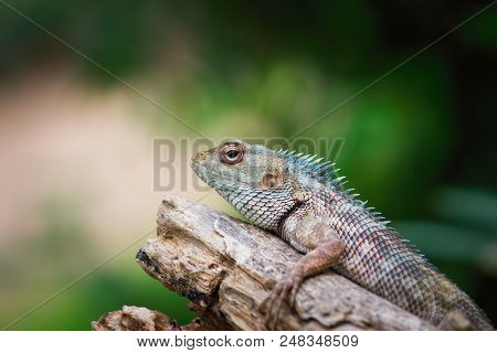 A Garden Lizard Sitting On The Leaves Of A Plant In Its Natural Habitat, In The Garden And Looking A