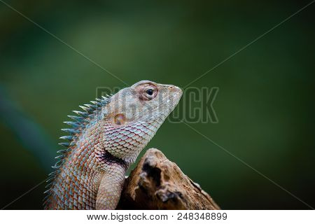 A Garden Lizard Sitting On The Tree Log And Looking Away In Its Natural Habitat With A Nice Soft Gre