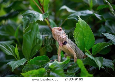 A Garden Lizard Sitting On The Leaves Of A Plant In Its Natural Habitat, In The Garden And Looking A