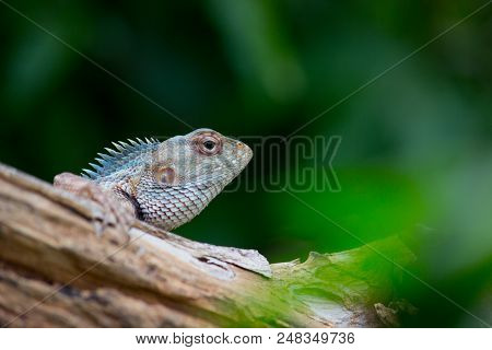 A Garden Lizard Peeping From A Tree Log In The Garden.