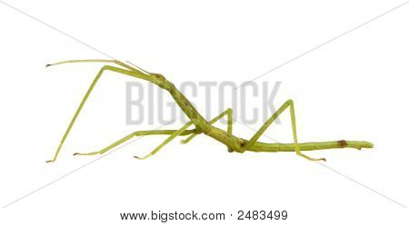Stick Insect, Phasmatodea - Pharnacia Ponderasa