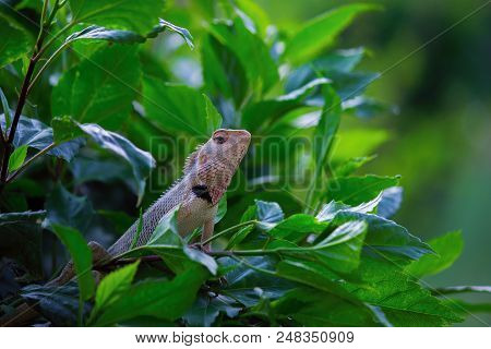 A Garden Lizard Sitting On The Leaves And Looking Around Very Curiously In Its Natural Background.