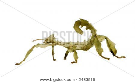 Stick Insect, Phasmatodea - Extatosoma Tiaratum