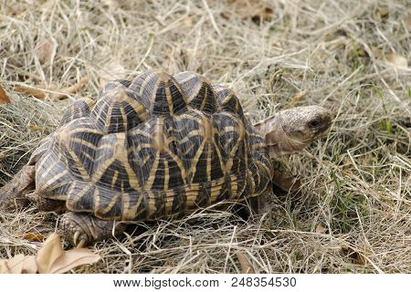 Rare Small Grey Color Turtle Moving In The Forest