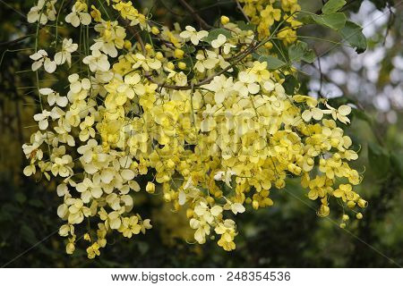 Beautiful Summer Flowering Tree Cassia Fistual Yellow