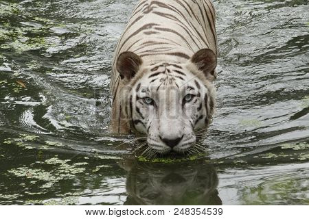 Dangerous White Tiger Moving On River In The Forest