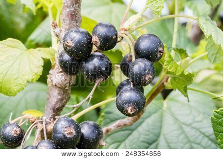 Closeup View Of Ripe Black Currant Berry On The Branch. Ribes Divaricatum.