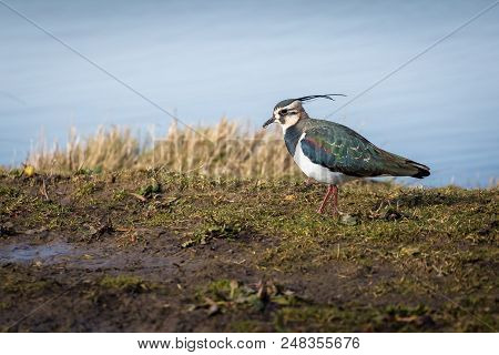 Colorful Bird, Lapwing, Norfolk Uk.