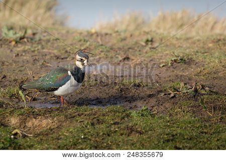 Colorful Bird, Lapwing, Norfolk Uk.