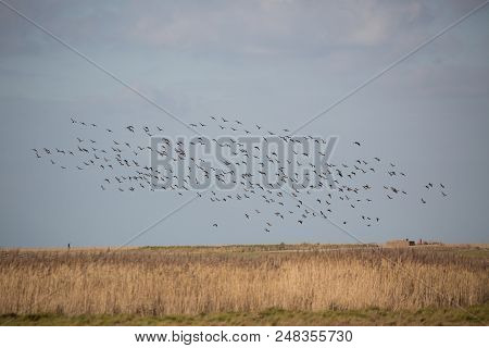 Flock Of Birds In Sky Over Reed Beds Of Norfolk Uk
