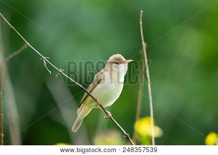 Reed On A Branch