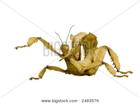 Stick Insect, Phasmatodea - Extatosoma Tiaratum