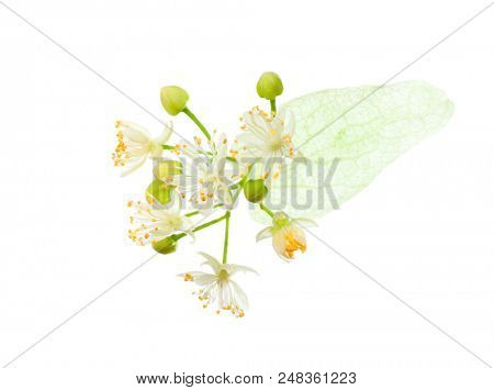 Linden (Tilia ) flowers isolated on white background.  