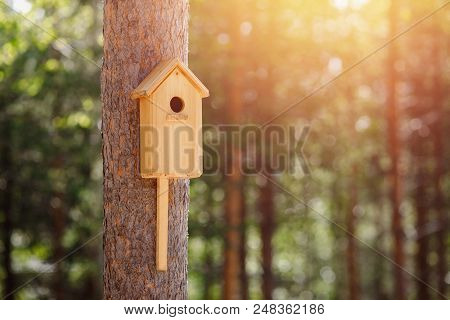Birdhouse Is Attached To Tree In Forest Sunlight. Concept Spring