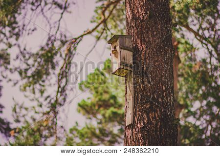 A Birdhouse Hanging On A Pine Tree In A Forest
