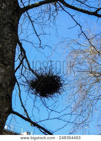 Nests Of Birds From Twigs On Tree Branches.