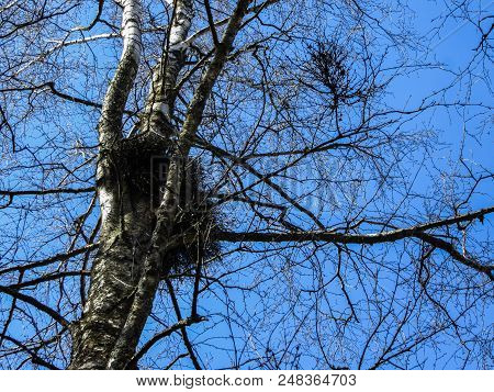 Nests Of Birds From Twigs On Tree Branches.