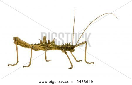 Stick Insect, Phasmatodea - Aretaon Asperrimus