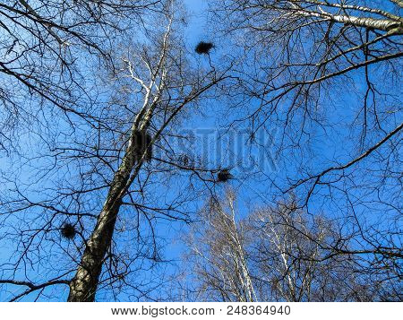 Nests Of Birds From Twigs On Tree Branches.