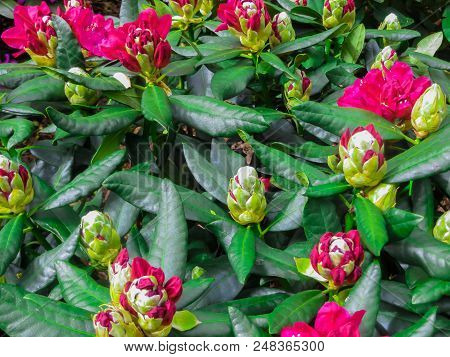 Beautiful Rhododendron Shrubs Strewn With Beautiful Flowers