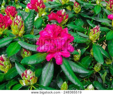 Beautiful Rhododendron Shrubs Strewn With Beautiful Flowers