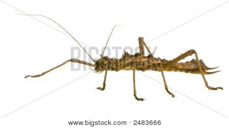 Stick Insect, Phasmatodea - Aretaon Asperrimus