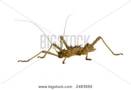 Stick Insect, Phasmatodea - Aretaon Asperrimus