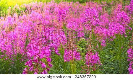 Ivan-tea, Kiprei, Epilobium, Herbal Tea On The Field, Close-up.