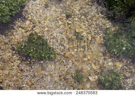Close-up Of A River, River Algae On The Bottom. Ecologically Pure Water.